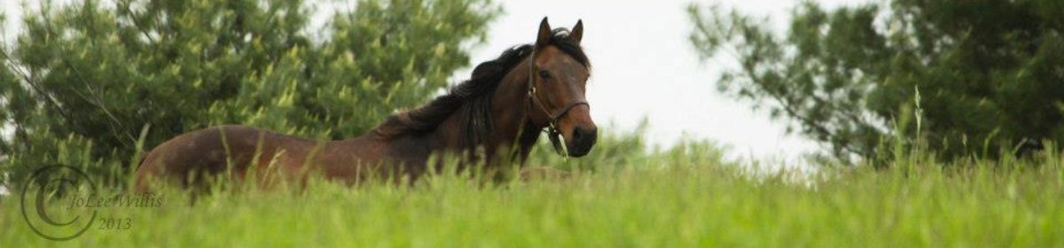 One Horse At A Time, Inc.